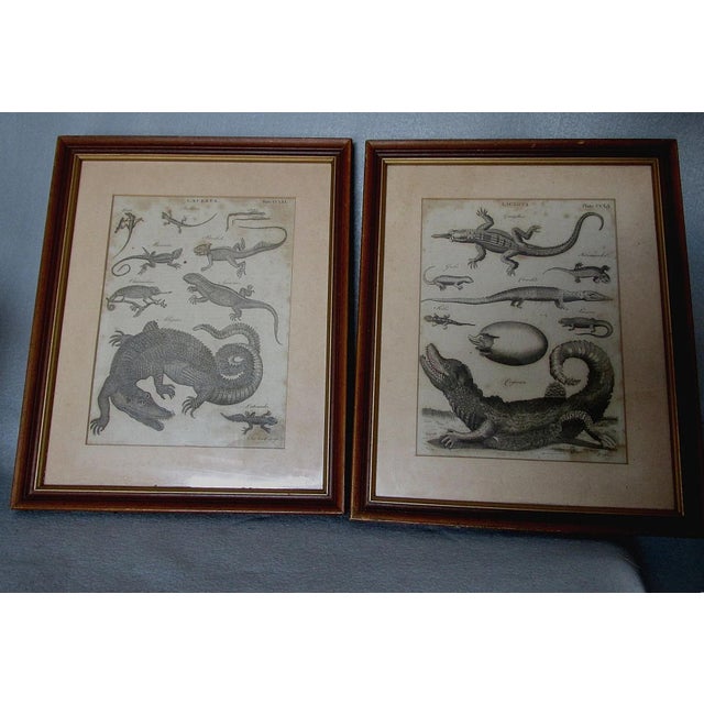 Pair Antique Circa 1789 Natural History Engravings, Reptiles, Lizards, Alligators For Sale - Image 6 of 9