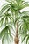 Vintage botanical artwork reproduced from Les Palmiers Histoire Iconographique (1878) by Oswald de Kerchove de Denterghem...