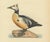 Black Antique Stellers Eider Duck Lithographs with Male and Female Pair, Sweden, 1929, Set of 2 For Sale - Image 8 of 9
