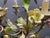 Italian Tole & Ceramic Floral Chandelier, 1960s For Sale - Image 12 of 18