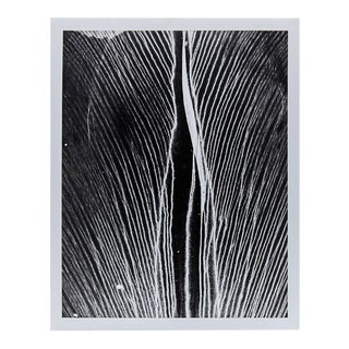 Enrico Garzaro, Black and White Photography, Flora Photogram For Sale