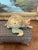 Vintage Hand Carved and Hand Painted Wooden Turtle Figurine For Sale In Seattle - Image 6 of 11
