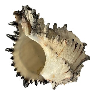 Vintage Coastal Natural Sea Shell Specimen For Sale