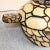 Vintage Americana Marshall Islands Sculpture | Wojte Atoll Flowers on Sea Turtle For Sale - Image 4 of 6