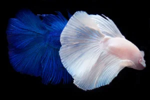 Beta Fish 22 Color Photograph Artwork