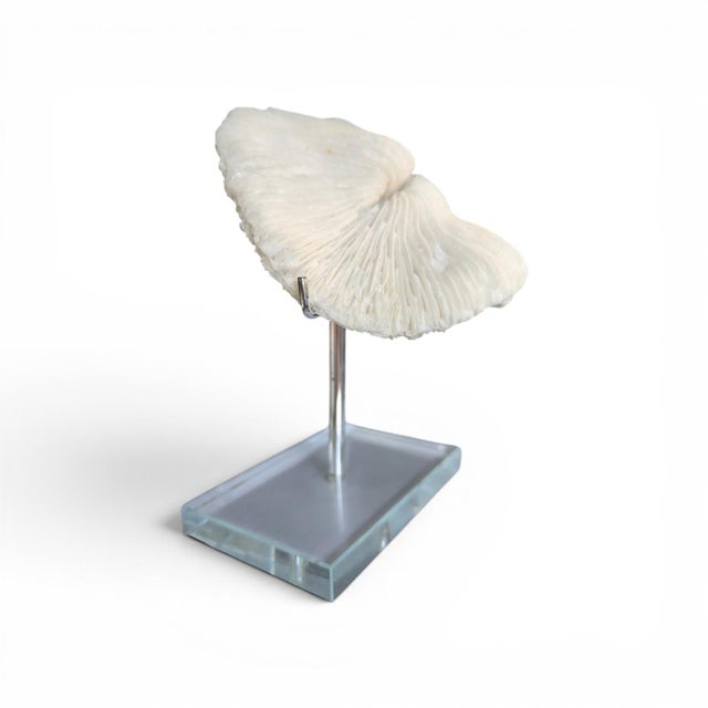 Natural White Mushroom Coral Specimen on Glass Block For Sale In Charlotte - Image 6 of 12