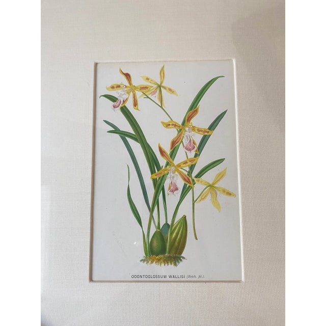 Late 19th Century Vintage Botanical Chromolithograph, Set of 3 For Sale - Image 5 of 9