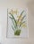 Late 19th Century Vintage Botanical Chromolithograph, Set of 3 For Sale - Image 5 of 9