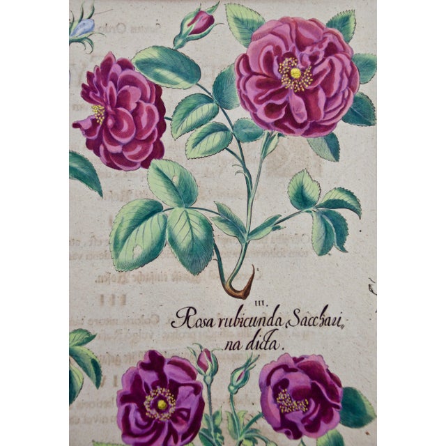 Red Roses, "Rosa Ex Rubro": A 17th C. Hand-Colored Botanical Engraving by Basilius Besler Besler, 1613 For Sale - Image 4 of 5