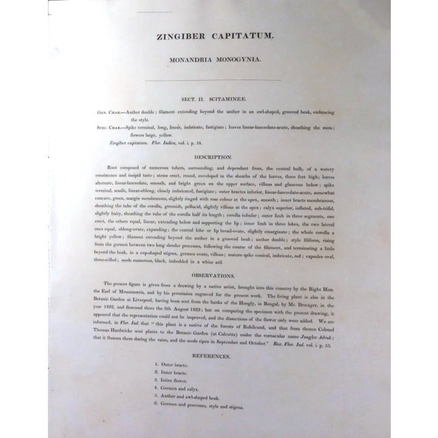 William Roscoe Botanical Large Print of Tropical Plant For Sale - Image 9 of 10