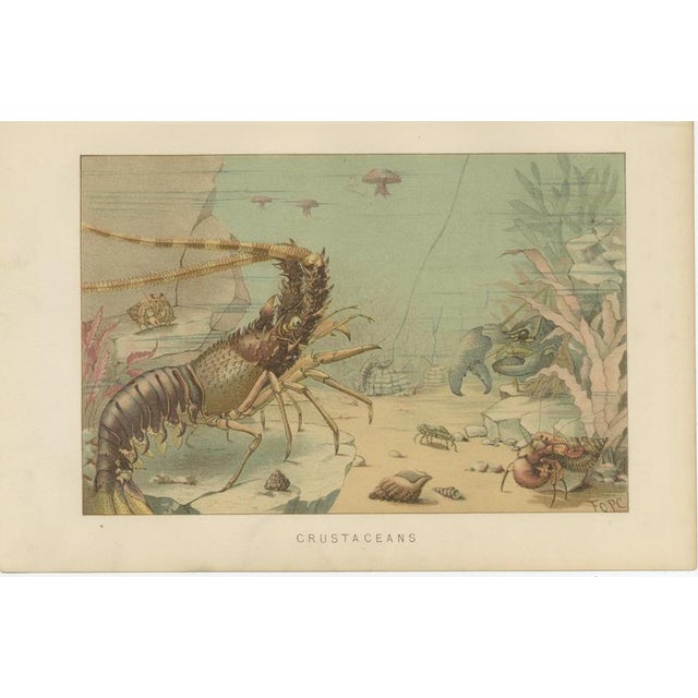 Lydekker, Crustaceans & Cephalopoda, 1896, Color Process Prints, Set of 2 For Sale - Image 3 of 9