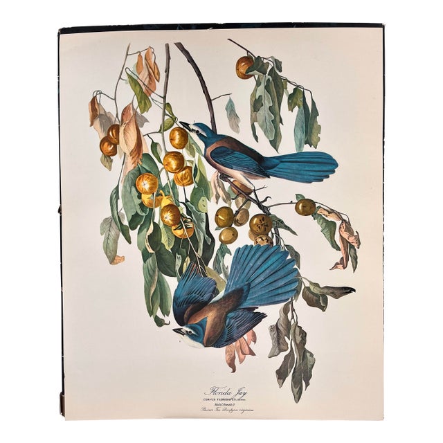 1964 Audubon Folio Lithograph Great Bird Paintings – “Florida Jay” 17x14 For Sale
