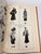 1951 the Mode in Furs Book For Sale - Image 11 of 18
