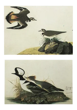 1966 Vintage Cottage Print "Kildeer Plover & Hooded Merganser" After John James Audubon