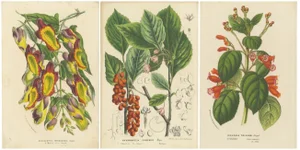 Louis van Houtte, Mysore Trumpetvine, Chinese Teaberry and Colombian Isoloma, Prints, Set of 3