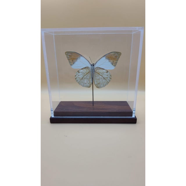 Great Orange Tip Butterfly (Hebomoia Glaucippe) in Shadow Box For Sale - Image 4 of 7