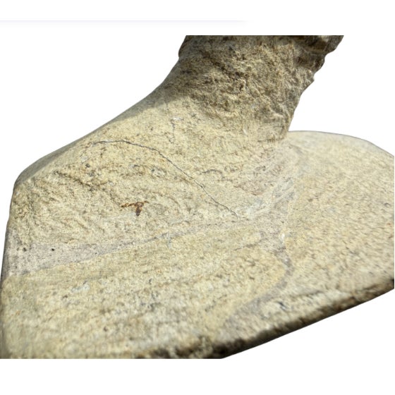 Stone 15th Century Large Spiral Ammonite Fossil Ram Horn Style Display Specimen on Matrix For Sale - Image 7 of 9