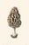 'Common Morel' or 'Morchella Esculenta' Mushroom - Original Botanical Herbarium Watercolor & Pencil Fine Art Print Print...