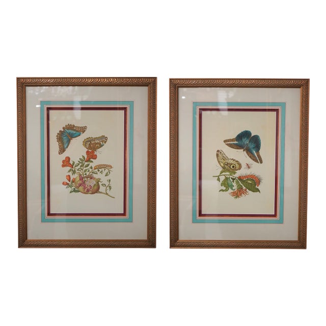 Pair of Vintage Framed & Matted Butterfly Engravings For Sale