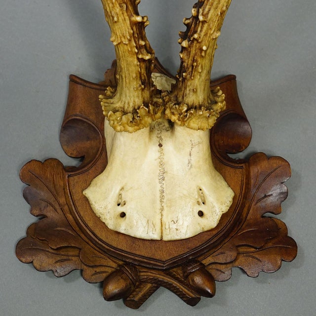 Antique Collection of Six Roe Deer Trophies, Germany Ca. 1890s / 1900s For Sale - Image 9 of 10