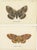 Lloyd, Moths, 1897, Prints, Set of 2 For Sale - Image 4 of 5