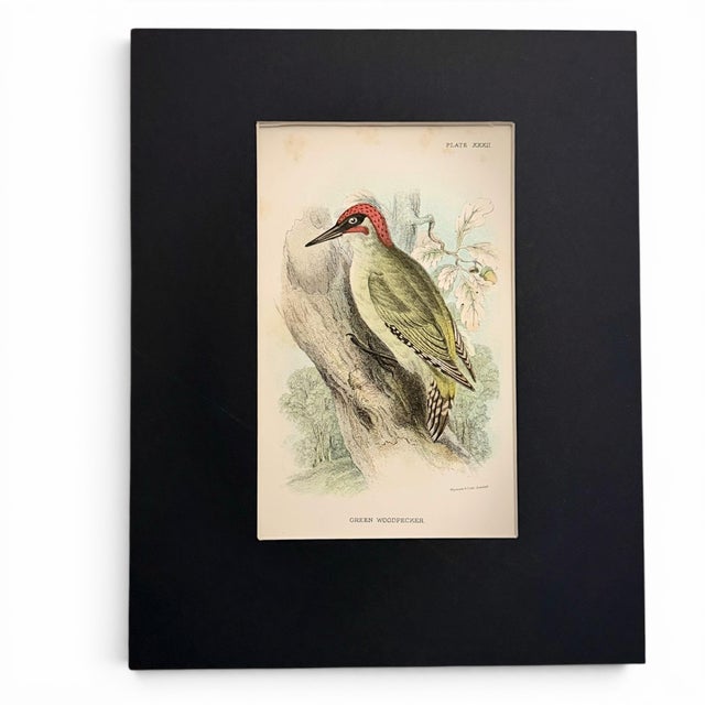 1896 Matted Antique Bird Prints Pair — Chimney Swallow & Green Woodpecker For Sale - Image 4 of 8