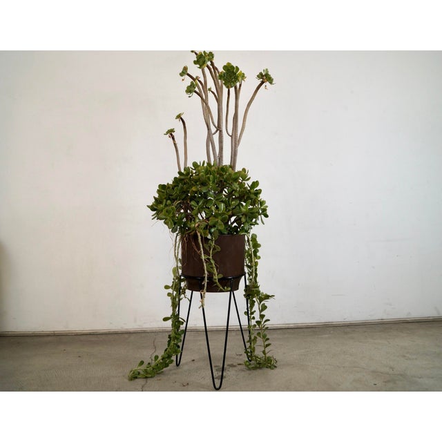 1950’s Mid-Century Modern Iron Hairpin Plant Stand For Sale - Image 9 of 10