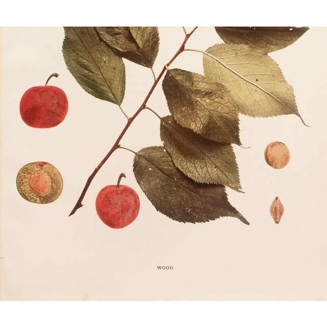 1900s U. P. Hedrick, Original Antique Photogravure of Wood Plums For Sale - Image 4 of 7