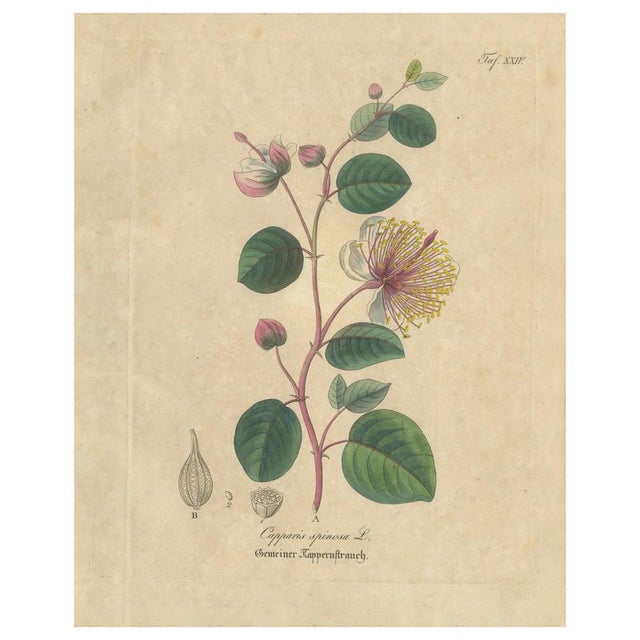 Antique Caper Botanical Print Capparis Spinosa, 1831 For Sale - Image 10 of 10