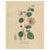 Antique Caper Botanical Print Capparis Spinosa, 1831 For Sale - Image 10 of 10