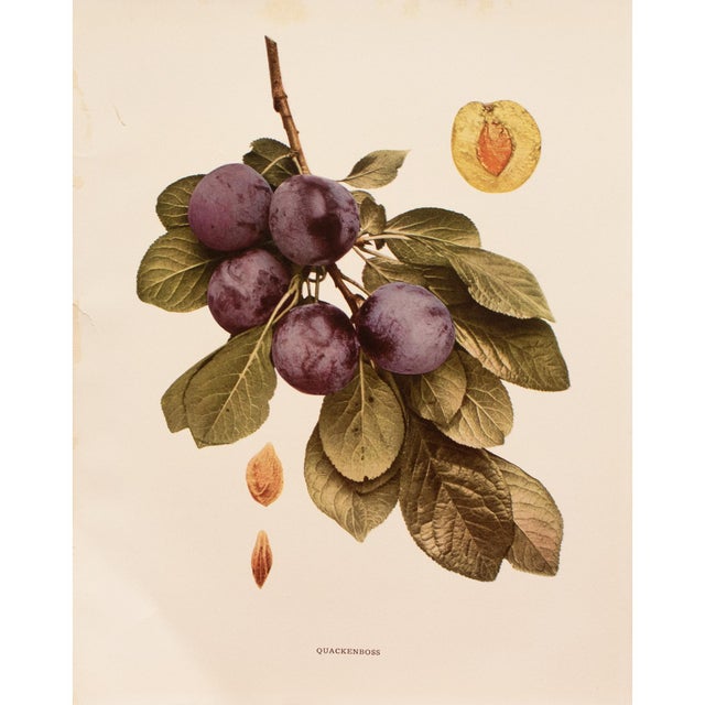 A magnificent original antique photogravure (print) of Quackenboss Plums by Ulysses Prentiss Hedrick (1870-1951). Superb...