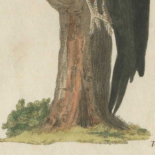Paper Bertuch, Black and Green Woodpeckers with Nuthatch, 1805, Print For Sale - Image 7 of 12