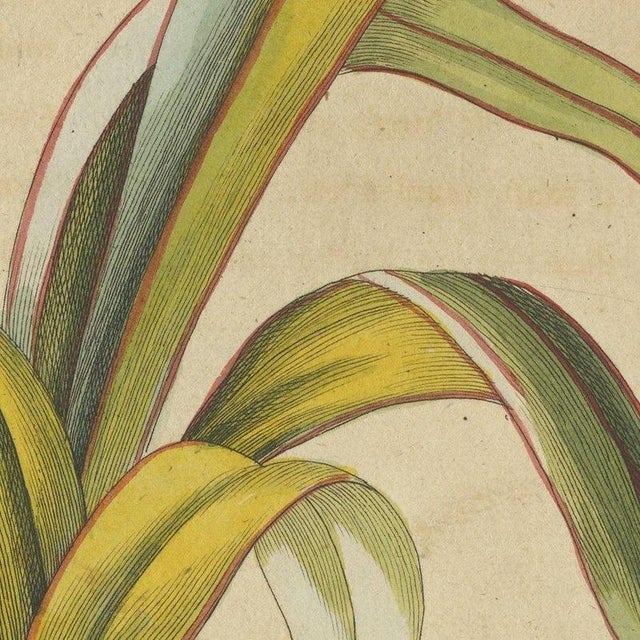 Bertuch, New Zealand Flax with Flower Details, 1815, Print For Sale - Image 9 of 12