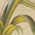 Bertuch, New Zealand Flax with Flower Details, 1815, Print For Sale - Image 9 of 12