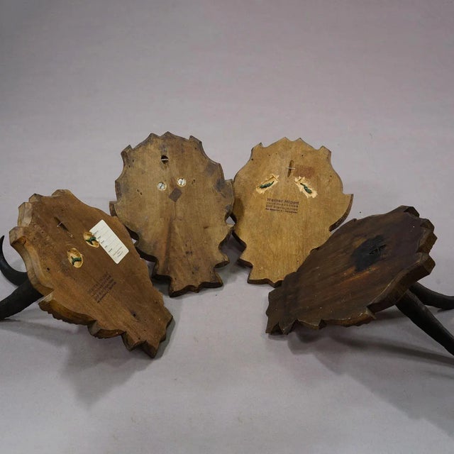 Vintage Set of Four Chamois Trophies on Carved Plaques, Germany Ca. 1950s For Sale - Image 6 of 7