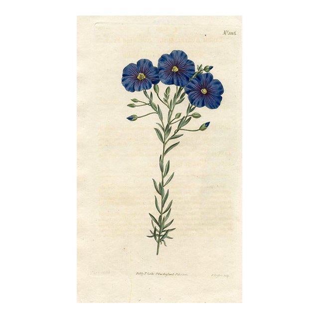 Austrian Flax Print, Curtis Botanical Print, 1808, Original Antique Engraving, Hand Colored, England For Sale