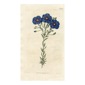 Austrian Flax Print, Curtis Botanical Print, 1808, Original Antique Engraving, Hand Colored, England