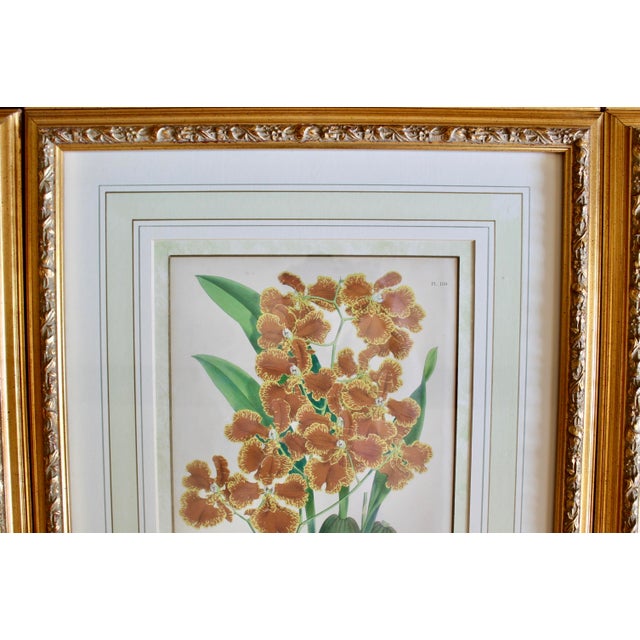 Late 19th Century Set of Six Orchid Lithographs, 19th Century, by John Nugent Fitch For Sale - Image 5 of 12