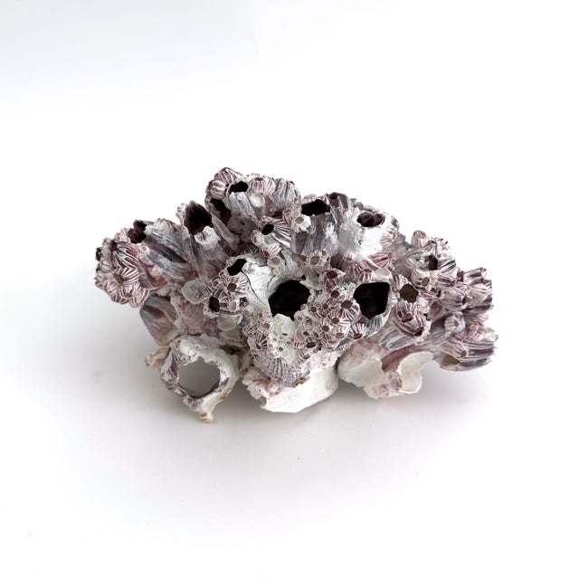 Shell Natural Barnacles Cluster For Sale - Image 7 of 8