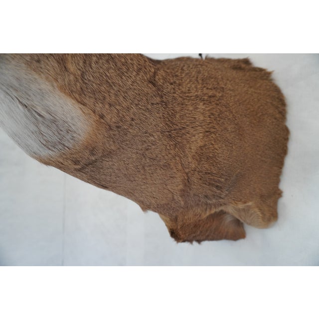 White Tail Deer Head & Shoulder Mount For Sale - Image 14 of 18