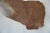 White Tail Deer Head & Shoulder Mount For Sale - Image 14 of 18