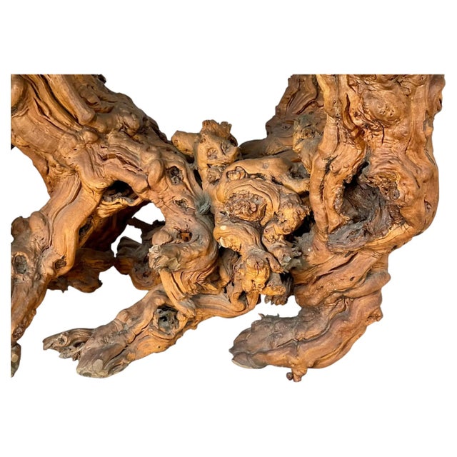 Vintage Sculptural Natural Burlwood Root Dining Table With Rectangular Glass Top For Sale - Image 17 of 18