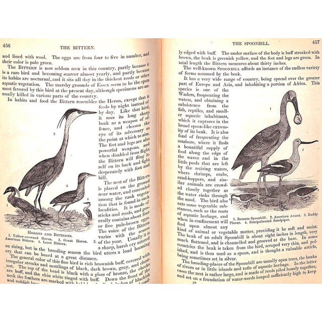 "Popular Natural History" Wood, Rev. J. G. M. A. For Sale In New York - Image 6 of 12