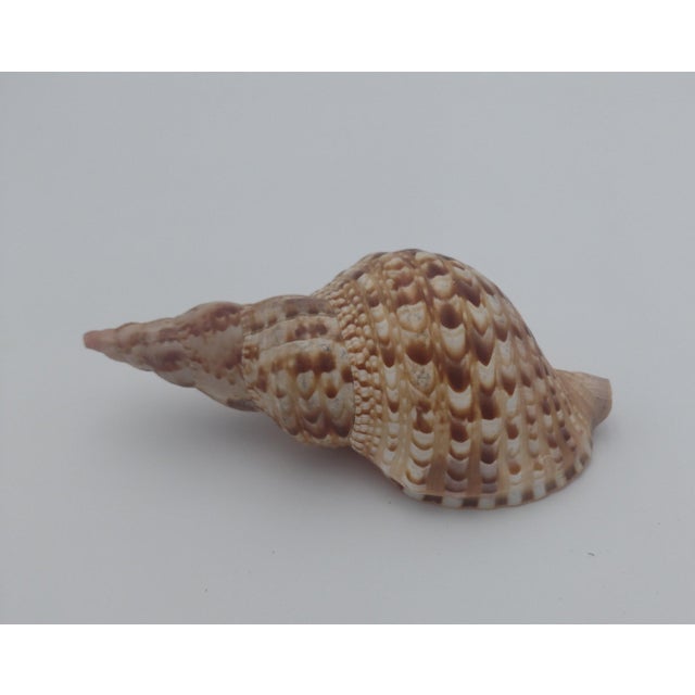 Peach Vintage Textured Spider Conch Shell For Sale - Image 8 of 10