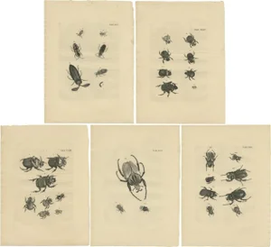 Foot, Illustrations of Various Beetles, Set of 5