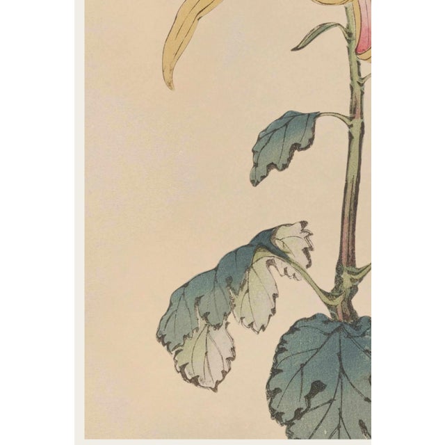 Golden Spider Chrysanthemum by Hasegawa, Vintage Japanese Botanical Art Print, 12" X 18" For Sale - Image 4 of 8