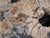 Petrified Wood Coffee Table with Crystals by Xyleia Petrified Wood For Sale - Image 4 of 6