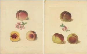 Various Peach Varieties, 1817, Paper, Set of 2