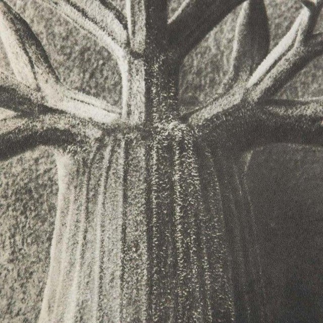 Karl Blossfeldt, Black and White Botanical Image, 1942, Photogravure, Framed For Sale - Image 16 of 18