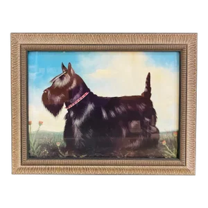 1970s Scottie Scottish Terrier Dog Portrait Canvas Print by Paul Stagg, Framed